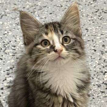 Minnow -  Domestic Medium Hair Cat for Adoption in Nowata, Oklahoma - Minnow | PetCurious