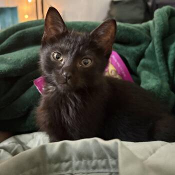 Rescue Domestic Short Hair Cats for Adoption in Los Angeles, California - Slinky | PetCurious