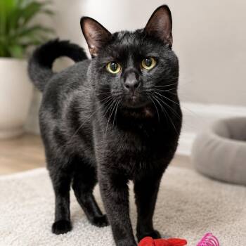 Izy -  Domestic Short Hair Cat for Adoption in Hopkinton, Massachusetts - Izy | PetCurious