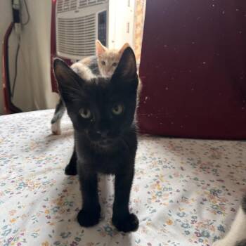 Tempo -  Domestic Short Hair Cat Available for Adoption in Brea, California - Tempo | PetCurious
