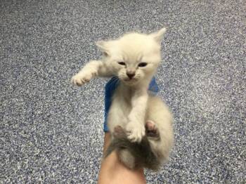 Domestic Short Hair Cats Available for Adoption in Thousand Palms, California - RACHEL | PetCurious