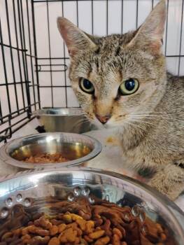 Darcy -  Domestic Short Hair Cat for Adoption in Hartford City, Indiana - Darcy | PetCurious