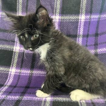 Meerkat -  Domestic Medium Hair and Mixed Breed Cat for Adoption in Pullman, Washington - Meerkat | PetCurious