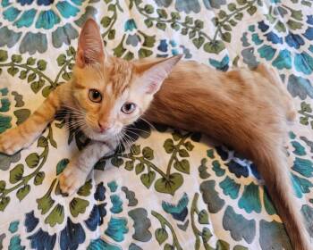 Jag Vroom Vroom -  Domestic Short Hair Cat for Adoption in Chandler, Arizona - Jag Vroom Vroom | PetCurious