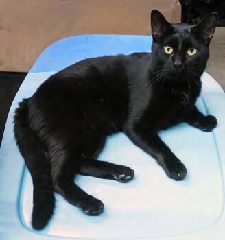 Dale -  Domestic Short Hair Cat for Adoption in Hamilton, Ontario - Dale | PetCurious