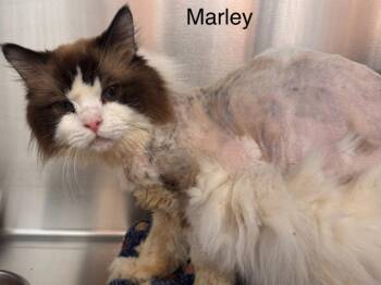 Ragdoll Cats Available for Adoption in St. George, Utah - Marley | PetCurious