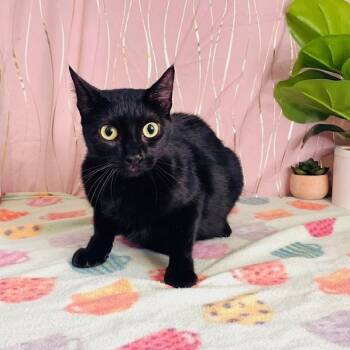 Abbey -  Domestic Short Hair Cat for Adoption in Long Beach, Mississippi - Abbey | PetCurious