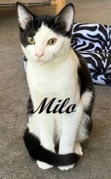 Rescue Tuxedo Cats for Adoption in Southern Pines, North Carolina - Milo | PetCurious