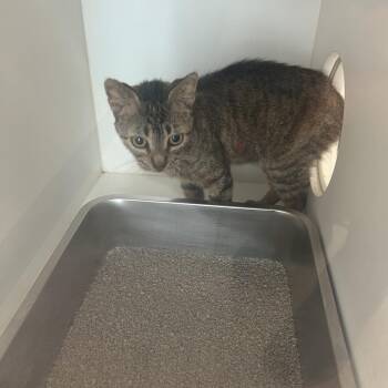 Rockin Robin -  Domestic Short Hair Cat for Adoption in Corpus Christi, Texas - Rockin Robin | PetCurious