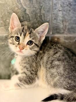 Domestic Short Hair and Torbie Cats Available for Adoption in San Jose, California - Solstice (bonded W/Baby Dune) | PetCurious