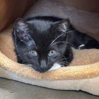 Rosalina -  Domestic Short Hair Cat for Adoption in Davenport, Iowa - Rosalina | PetCurious