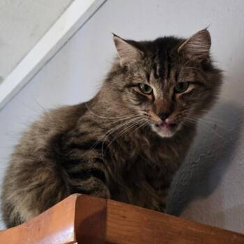 Bobcat -  Domestic Medium Hair Cat Available for Adoption in Marshall, Texas - Bobcat | PetCurious