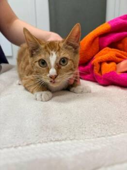 Pumpkin Spice Latte -  Domestic Short Hair Cat for Adoption in Kansas City, Missouri - Pumpkin Spice Latte | PetCurious