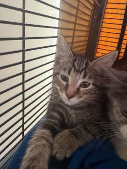 EMU -  Domestic Short Hair Cat for Adoption in Hagerstown, Maryland - EMU | PetCurious