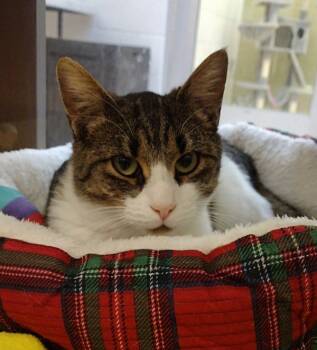 Rescue Domestic Short Hair Cats for Adoption in Pocatello, Idaho - Zephyr 45439 | PetCurious