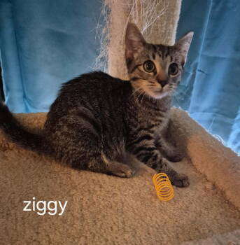 Rescue Domestic Short Hair Cats for Adoption in Oviedo, Florida - Ziggy The Purr Machine | PetCurious