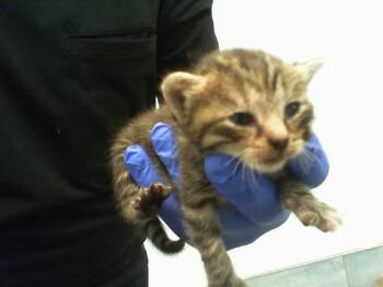 A1268388 -  Domestic Short Hair Cat for Adoption in Charlotte, North Carolina - A1268388 | PetCurious