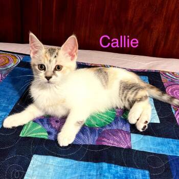Callie -  Domestic Short Hair Cat for Adoption in Carmel, Indiana - Callie | PetCurious