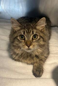 Sinead -  Domestic Long Hair Cat Available for Adoption in Cumming, Georgia - Sinead | PetCurious