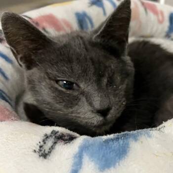 Valeria -  Domestic Short Hair Cat for Adoption in Lakeland, Florida - Valeria | PetCurious