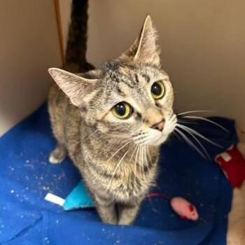 Domestic Short Hair Cats Available for Adoption in South Elgin, Illinois - Paprika | PetCurious