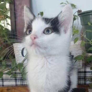 Oreo -  Domestic Short Hair Cat for Adoption in West Warwick, Rhode Island - Oreo | PetCurious