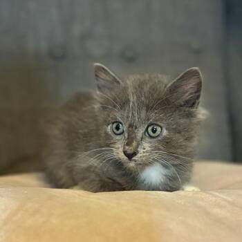 Deimos -  Domestic Short Hair Cat for Adoption in Long Beach, California - Deimos | PetCurious
