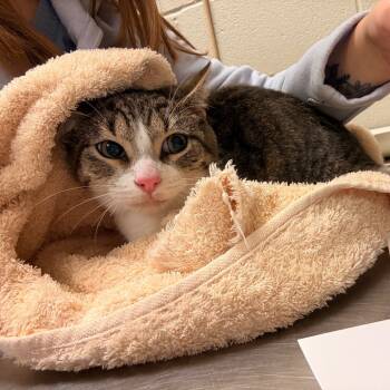 Rescue Domestic Short Hair Cats for Adoption in Bristol, Indiana - Kenyon | PetCurious