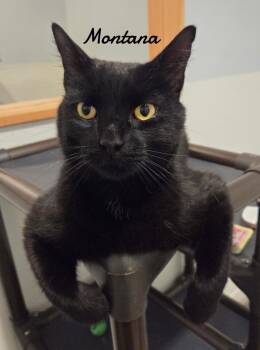 Montana -  Domestic Short Hair Cat for Adoption in Naugatuck, Connecticut - Montana | PetCurious