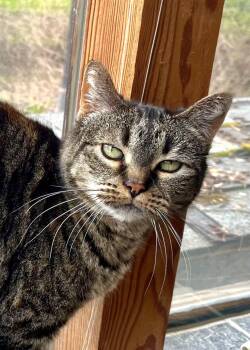 Tortoiseshell and Tabby Cats Available for Adoption - Annie | PetCurious