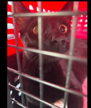 Domestic Short Hair Cats Available for Adoption - Javi | PetCurious