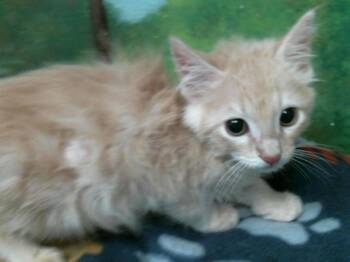 Domestic Short Hair Cats Available for Adoption in Houston, Texas - GARRY | PetCurious
