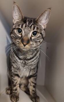 Freckles -  Domestic Short Hair Cat for Adoption in Phoenix, Arizona - Freckles | PetCurious