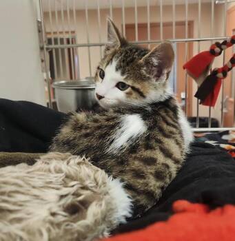 Flint -  Domestic Short Hair Cat for Adoption in Black Eagle, Montana - Flint | PetCurious