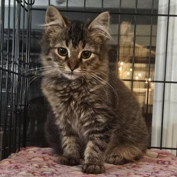 Paulina -  Domestic Medium Hair Cat for Adoption in Brighton, New York - Paulina | PetCurious