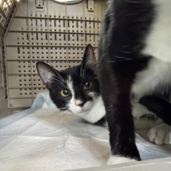 Mario or Luigi -  Domestic Short Hair Cat for Adoption in Oceanside, California - Mario Or Luigi | PetCurious