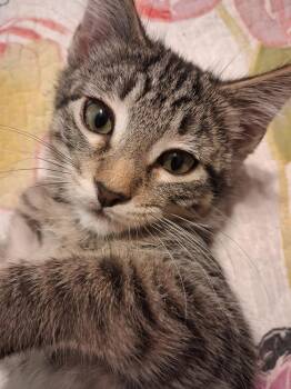 Moe -  Domestic Short Hair Cat for Adoption in Wheaton, Illinois - Moe | PetCurious