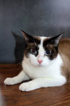 Mae -  Siamese and Snowshoe Cat for Adoption in Lee