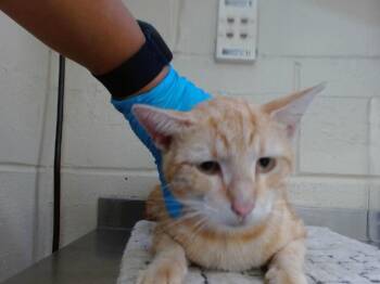 A600092 -  Domestic Short Hair Cat for Adoption in Orlando, Florida - A600092 | PetCurious
