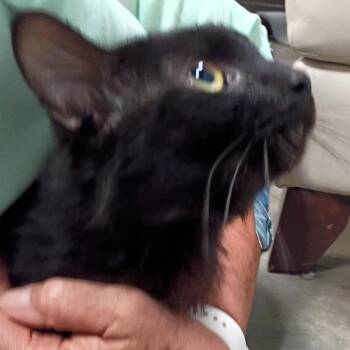 Tarot -  Domestic Medium Hair Cat for Adoption in Lenexa, Kansas - Tarot | PetCurious
