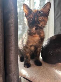 Lexi -  Domestic Short Hair Cat for Adoption in Millcreek, Utah - Lexi | PetCurious