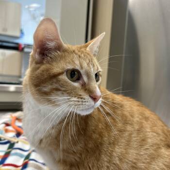 Daya Betty -  Domestic Short Hair Cat for Adoption in Hillsboro, Missouri - Daya Betty | PetCurious