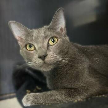 Domestic Short Hair Cats Available for Adoption - Winkle | PetCurious