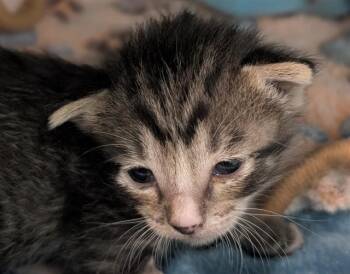 TALLY -  Domestic Short Hair Cat for Adoption in Dallas, Texas - TALLY | PetCurious