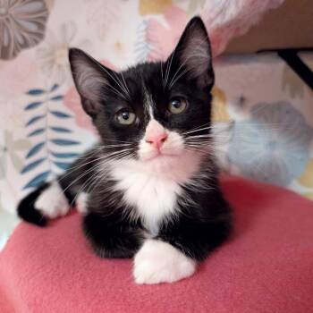 Domestic Short Hair Cats Available for Adoption - Nintendo | PetCurious