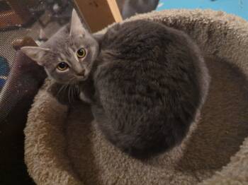 Rescue Domestic Short Hair Cats for Adoption in Rice Lake, Wisconsin - Frosty | PetCurious