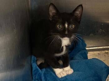 DOVE -  Domestic Short Hair Cat for Adoption in Tustin, California - DOVE | PetCurious