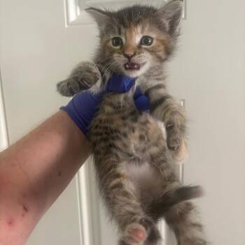 Green -  Domestic Short Hair Cat for Adoption in Orangevale, California - Green | PetCurious