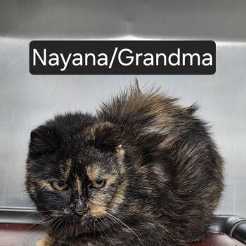 Nyana -  Domestic Medium Hair Cat Available for Adoption in Snow Hill, North Carolina - Nyana | PetCurious
