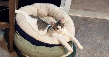 Maggie -  Domestic Short Hair Cat for Adoption in New York, New York - Maggie | PetCurious